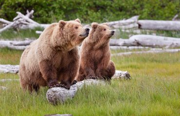 4-wyprawy-usa-bears