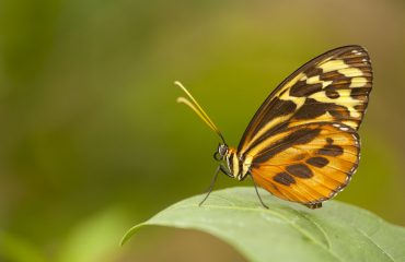 BHEIRWEG_MG_8636