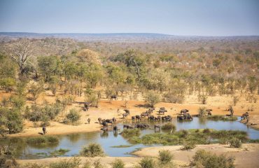 Buffalo at the waterhole_3