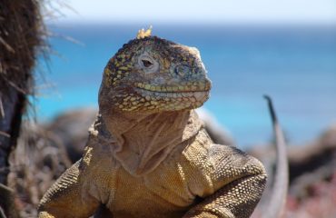 Ekwador z Galapagos 11