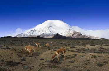 Reserva faunstica Chimborazo