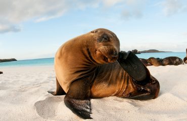 GPS91276-sea-lion