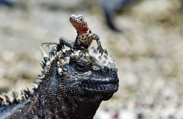 GPS91347-Marine-iguana