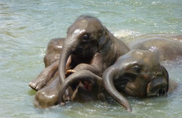 baby-elephant-256657