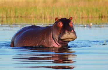 wyprawy-Splendor-Afryki-Belmond-Eagle-Island-Lodge-safari-hopopotam