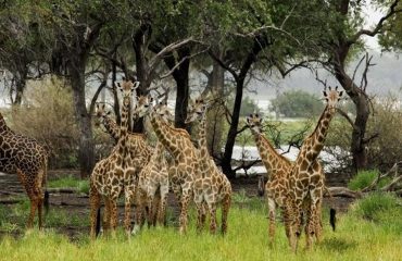 wyprawy-safari-i-wypoczynek-na-plaży-Tanzania-Siwandu-safari2