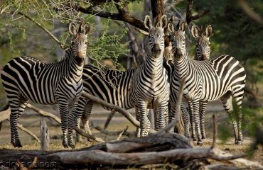 wyprawy-safari-i-wypoczynek-na-plaży-Tanzania-Siwandu-safari5