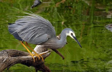 white-faced-heron-2617794