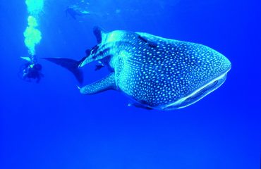 Whale Shark