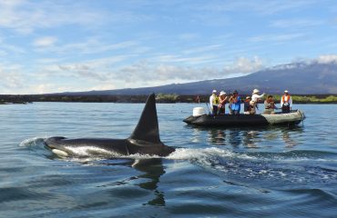 Paseo en panga Orca II Alta-1