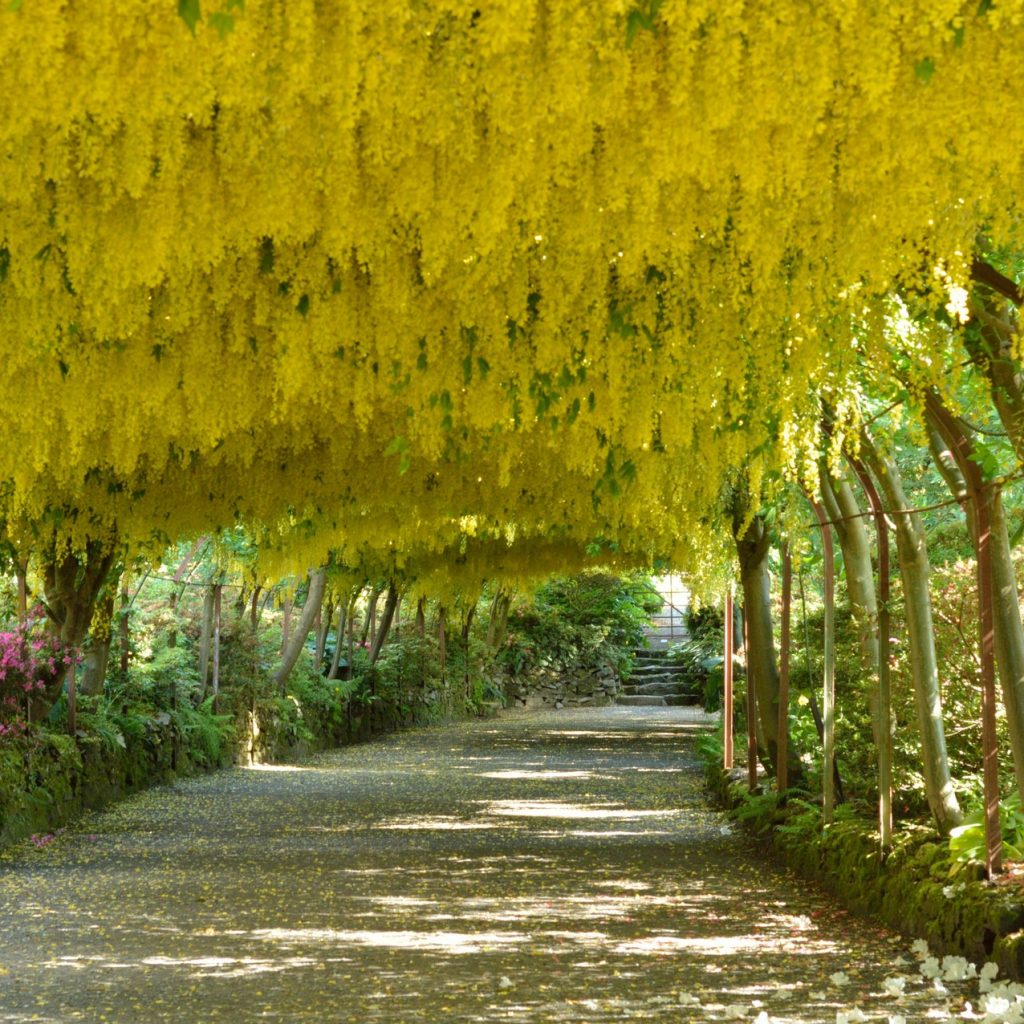 laburnum-arch-2157922