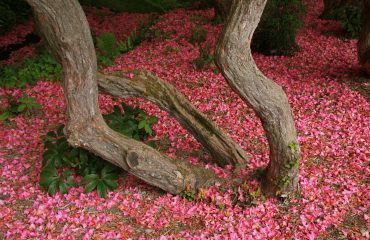 rhododendron-blossom-1031902