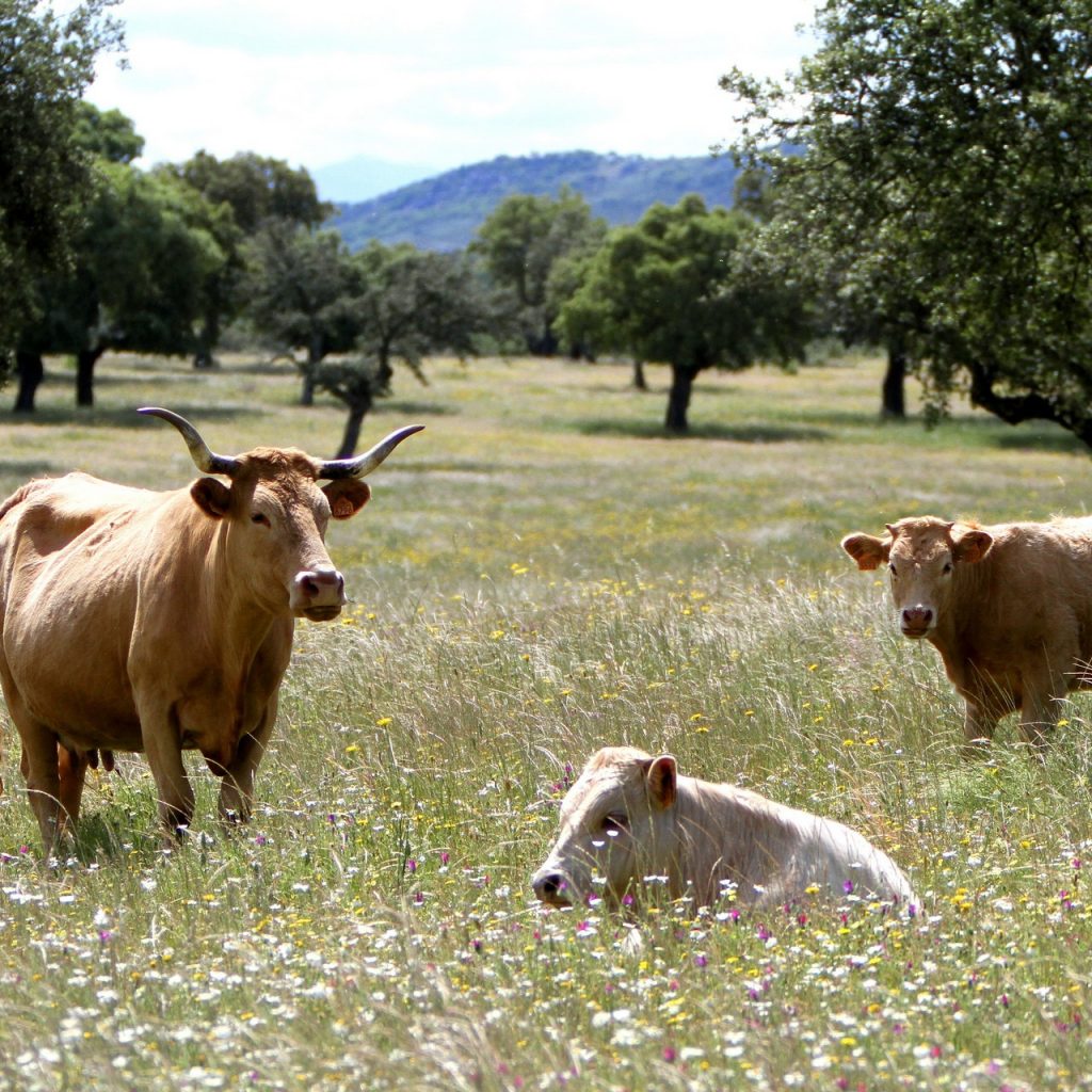 extremadura-spain-2613094